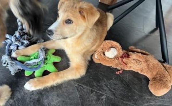 Wer schenkt Emil sein Herz?