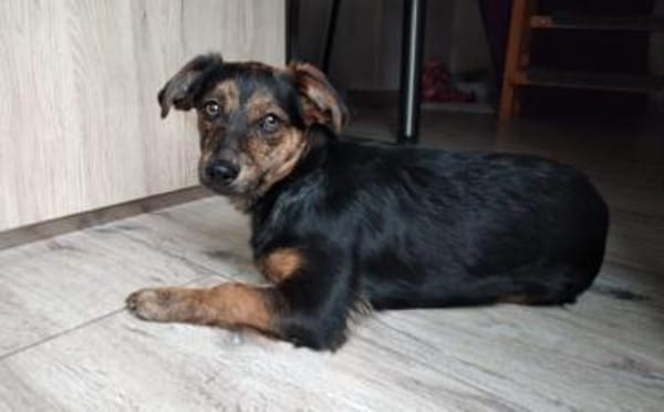 Amy sucht ein freies Körbchen