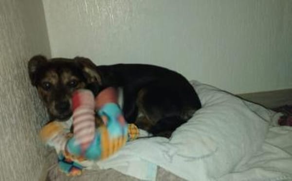 Amy sucht ein freies Körbchen