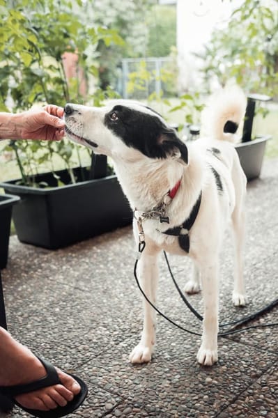 Leon - der Herzensbrecher