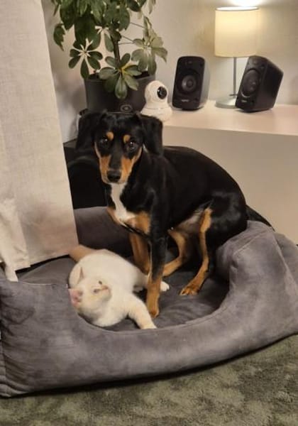 💕Maya💕 sucht sportliches Zuhause