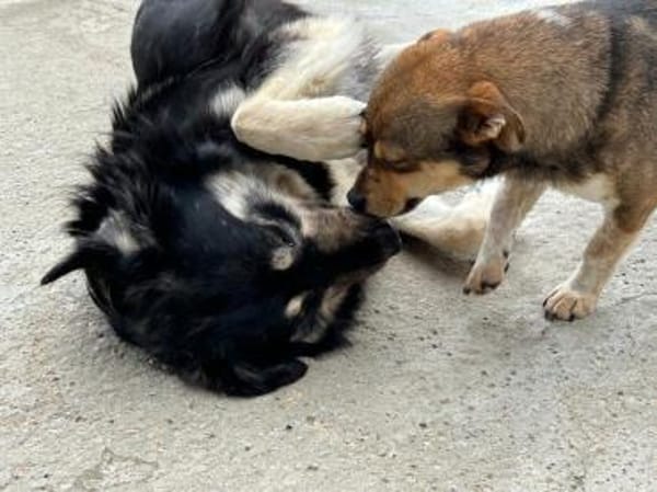 Schüchterner, super süßer CARLOS!