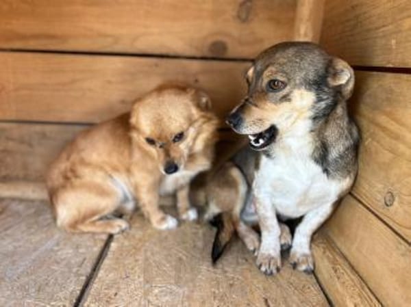 Schüchterner, super süßer CARLOS!