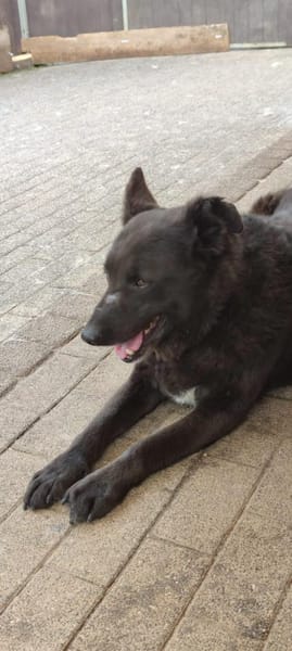 Raven - unkomplizierter Seniorenhund