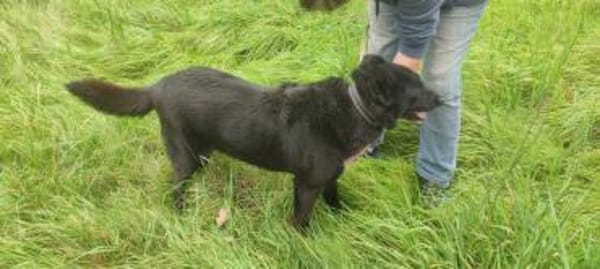 Raven - unkomplizierter Seniorenhund