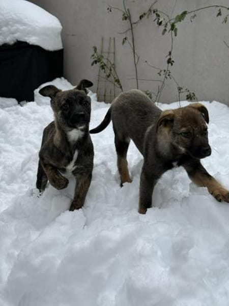 Nano wünscht sich seine eigene Familie!