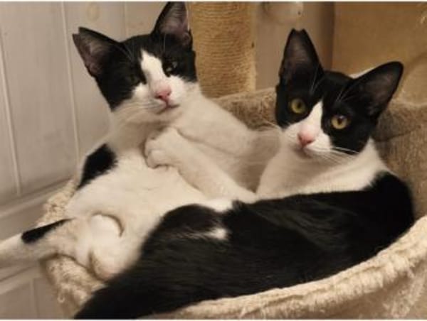 Lotta, neugieriges Katzenkind, ca. 11 M.