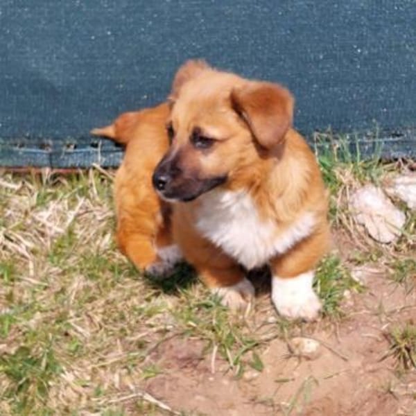 kleiner Welpenjunge Kai auf PS in 91286