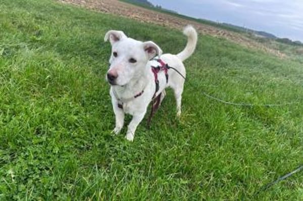 Maran - wartet in 89359 Kötz auf PS