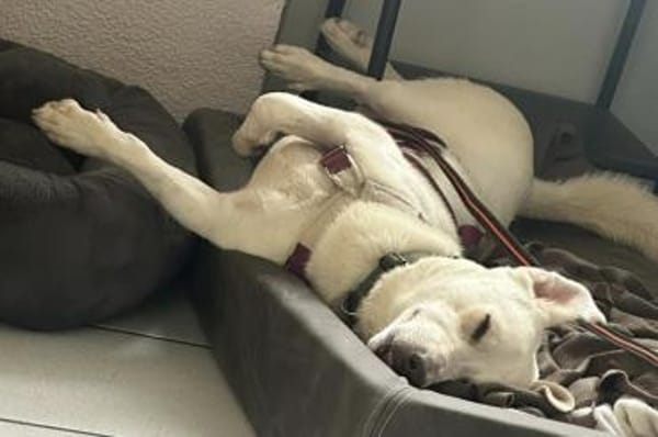 Maran - wartet in 89359 Kötz auf PS