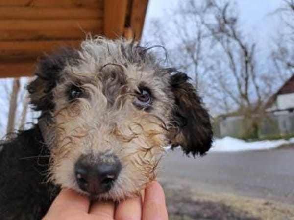 Marlon, zartes Seelchen, ca. 4 Monate