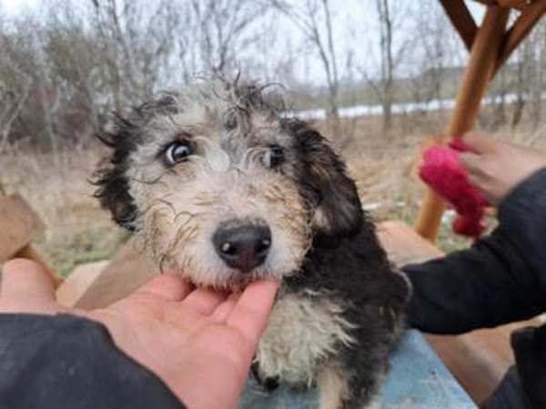 Marlon, zartes Seelchen, ca. 4 Monate