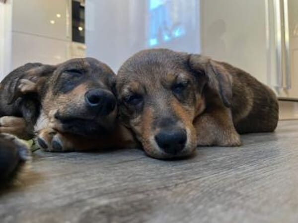 TOFFIE * Gute-Laune-Junge