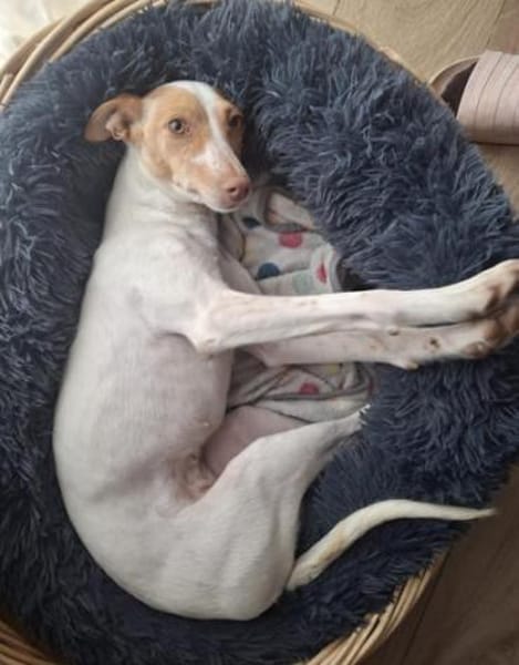 Hada3 sucht ein Zuhause