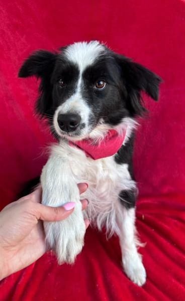 süße Hündin sucht Traumzuhause