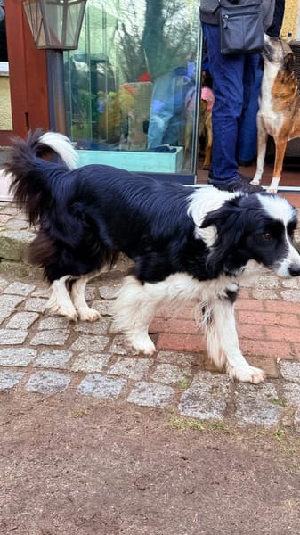 süße Hündin sucht Traumzuhause