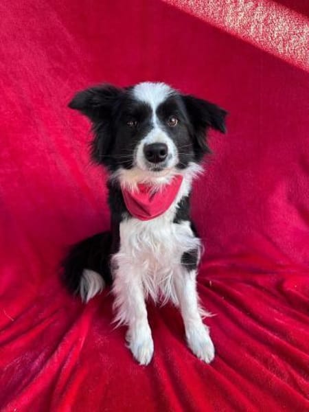 süße Hündin sucht Traumzuhause