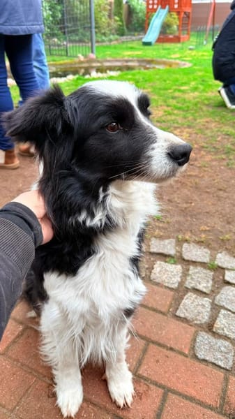 süße Hündin sucht Traumzuhause