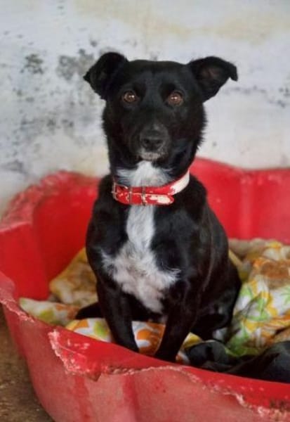 Misty, geb. ca. 11/2023, 47574 Goch