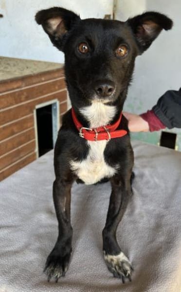 Misty, geb. ca. 11/2023, 47574 Goch