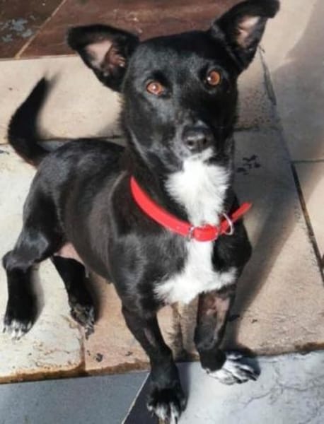 Misty, geb. ca. 11/2023, 47574 Goch