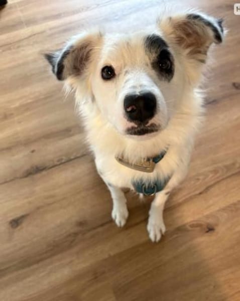 Treuer Charlie🌺 sucht liebevolles Heim