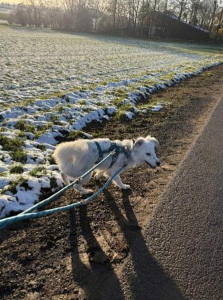 Treuer Charlie🌺 sucht liebevolles Heim