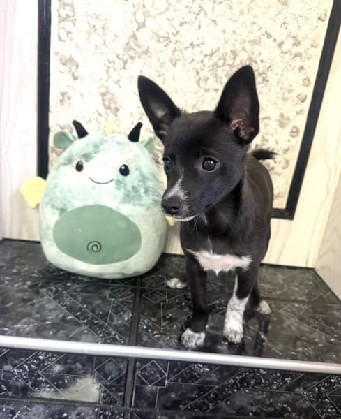 Frodo der Kleine mit dem großen Herz