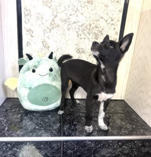 Frodo der Kleine mit dem großen Herz