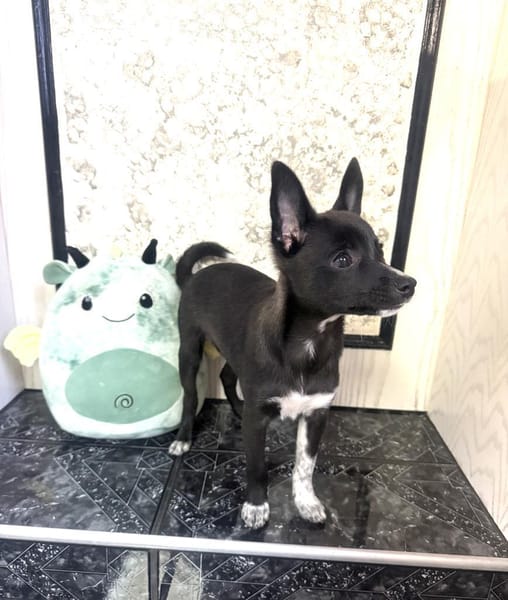 Frodo der Kleine mit dem großen Herz