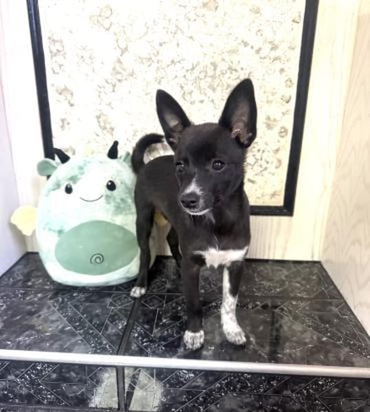 Frodo der Kleine mit dem großen Herz