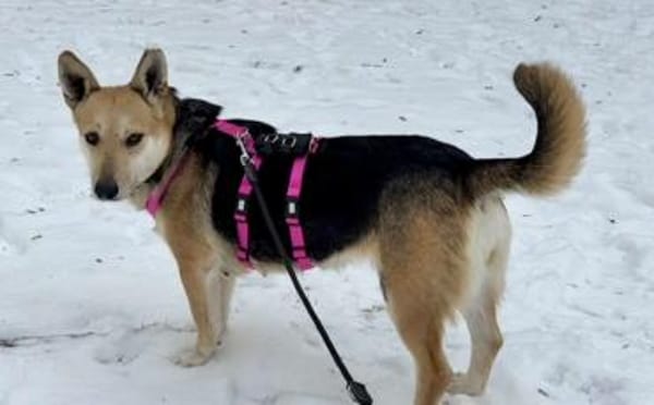 Freundliche Siri sucht Familienanschluss