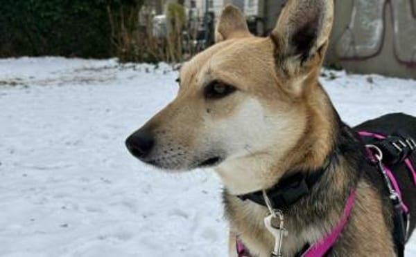 Freundliche Siri sucht Familienanschluss