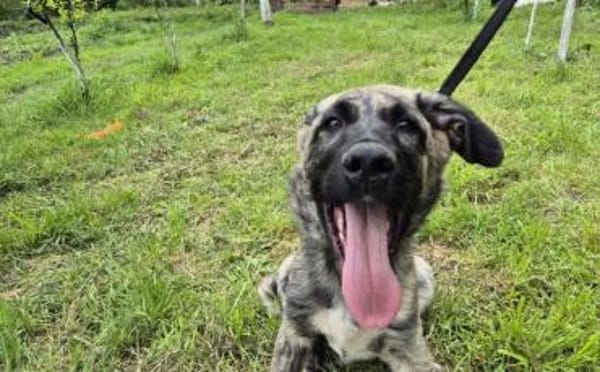 Hubert hat viel Liebe zu verschenken