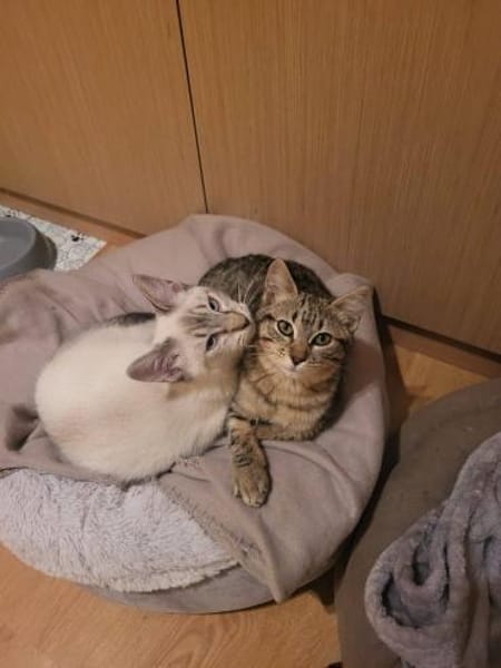 Kleine Sue sucht Dich