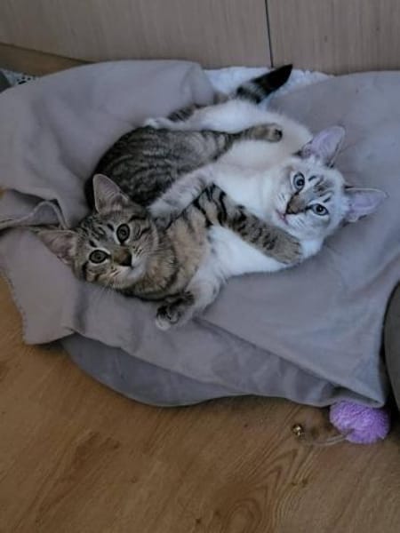 Kleine Sue sucht Dich