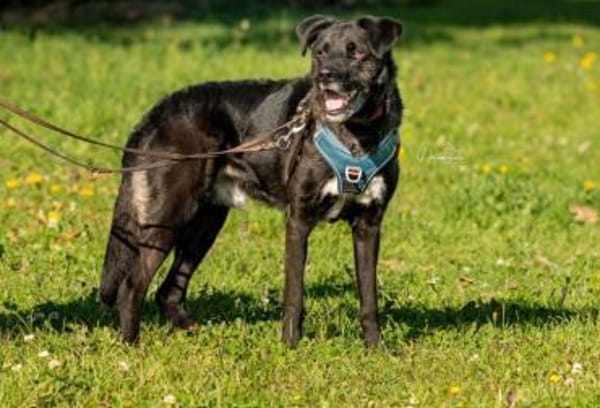 Oreo-verschmuster Rüde sucht Zuhause