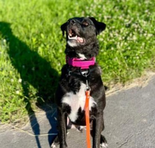 Oreo-verschmuster Rüde sucht Zuhause