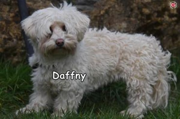 DAFFNY