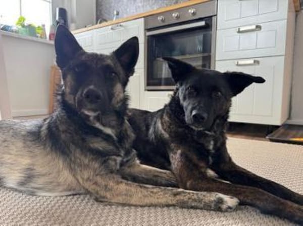 Sissi, stubenreine Hündin, ca. 2 Jahre