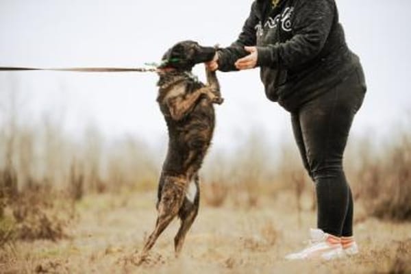 Sissi, stubenreine Hündin, ca. 2 Jahre