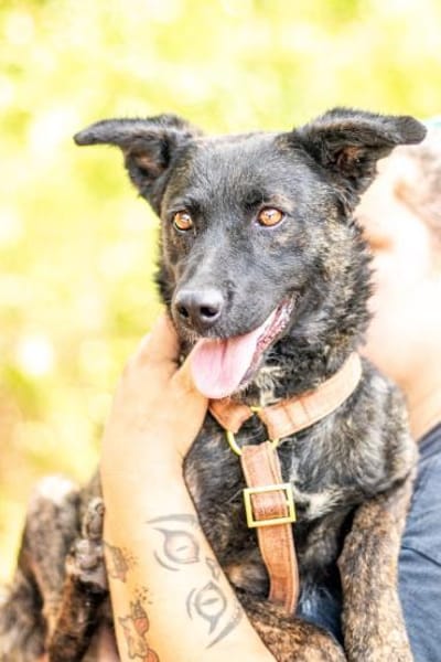 Sissi, stubenreine Hündin, ca. 2 Jahre