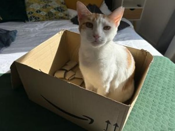 Latte, fröhliche Katzendame, ca. 5 Jahre