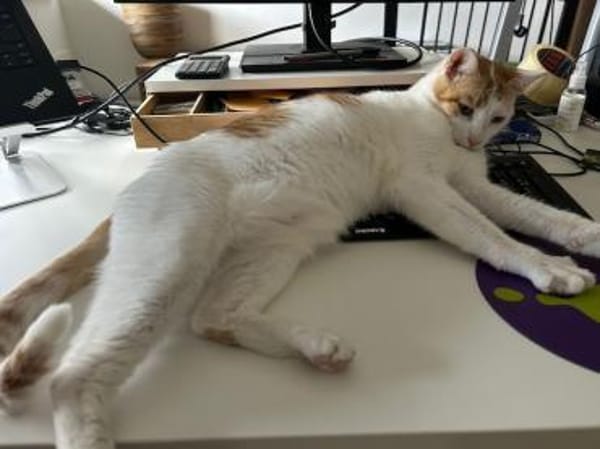 Latte, fröhliche Katzendame, ca. 5 Jahre