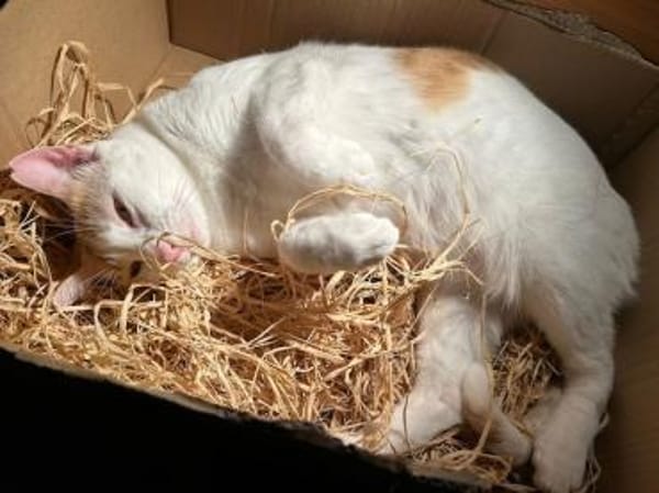 Latte, fröhliche Katzendame, ca. 5 Jahre