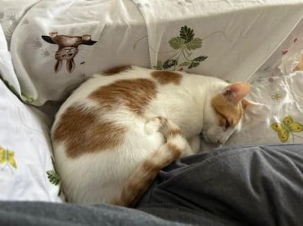 Latte, fröhliche Katzendame, ca. 5 Jahre