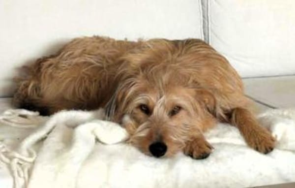 Gute Laune Lenny-wartet in PLZ 60599