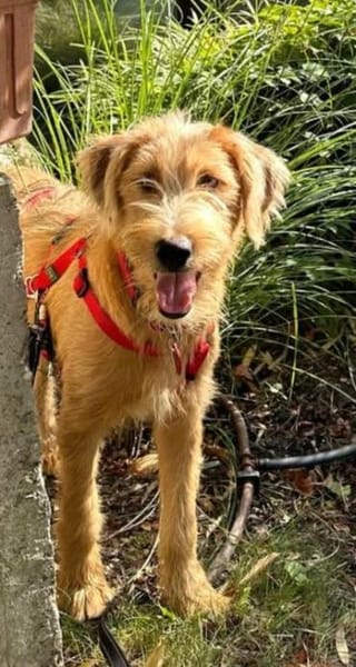 Gute Laune Lenny-wartet in PLZ 60599