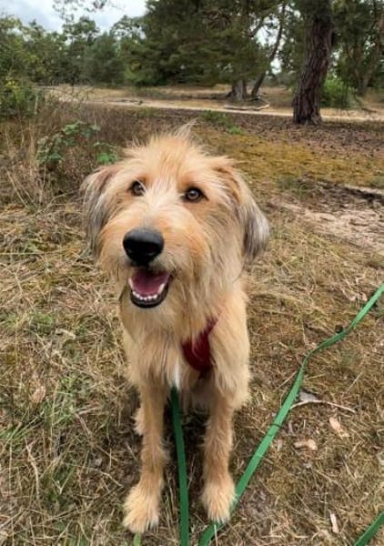 Gute Laune Lenny-wartet in PLZ 60599