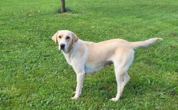 Zuhause gesucht für Nele